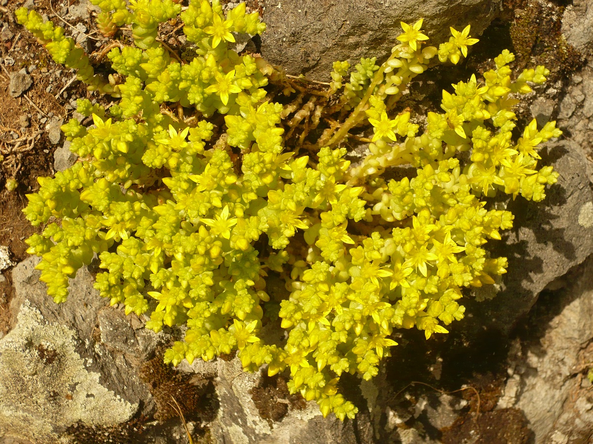 Sedum acre (Crassulaceae)